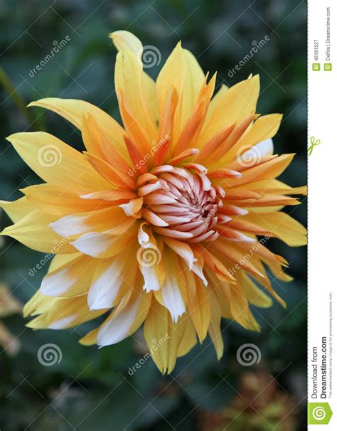 Blossoming dahlia sculpting a rejuvenating beginning with magical instruments